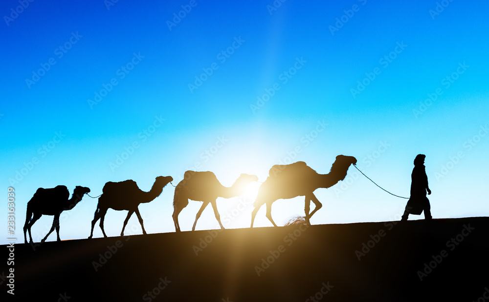 骆驼商队穿过摩洛哥撒哈拉沙漠的沙丘。沙漠中的骆驼概念。