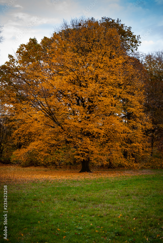 秋天草坪上一棵长着橙红色黄色叶子的大树