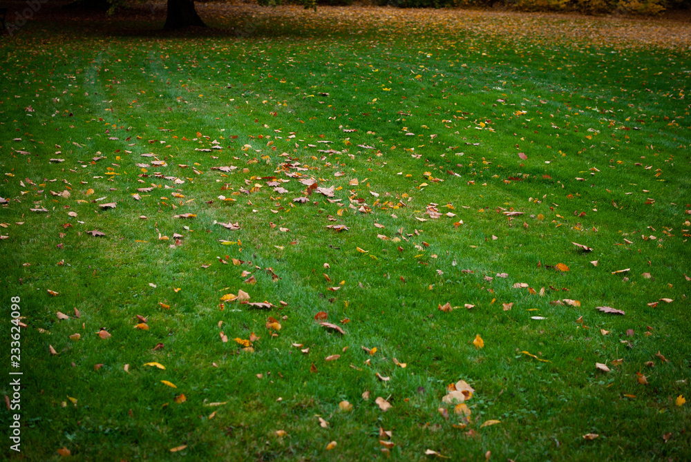 秋天刚修剪过的草坪上有几片五颜六色的叶子