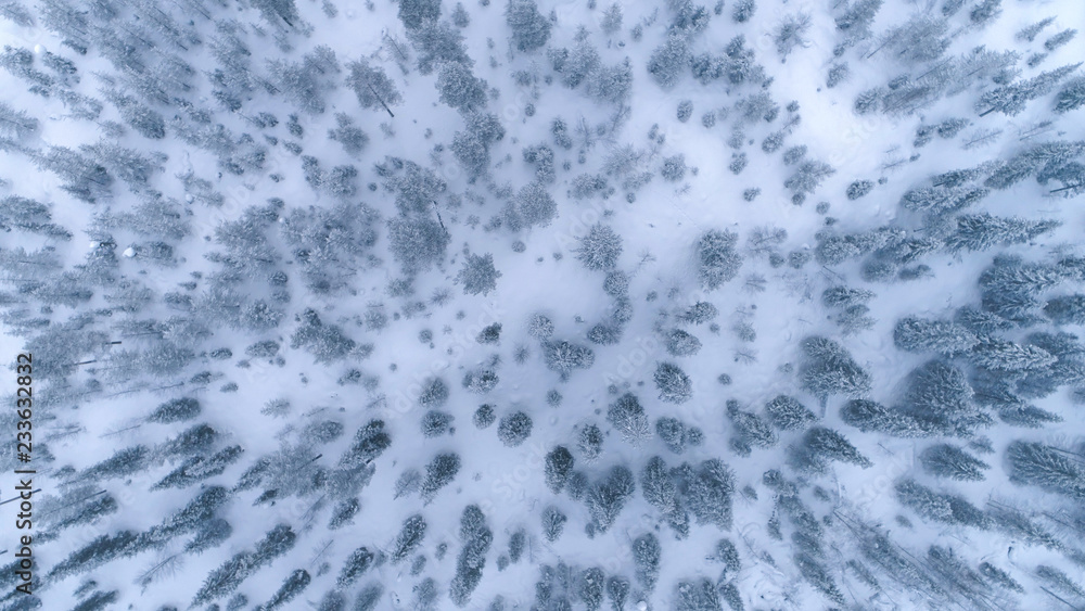 空中自上而下旋转：冬日被雪覆盖的无尽松林