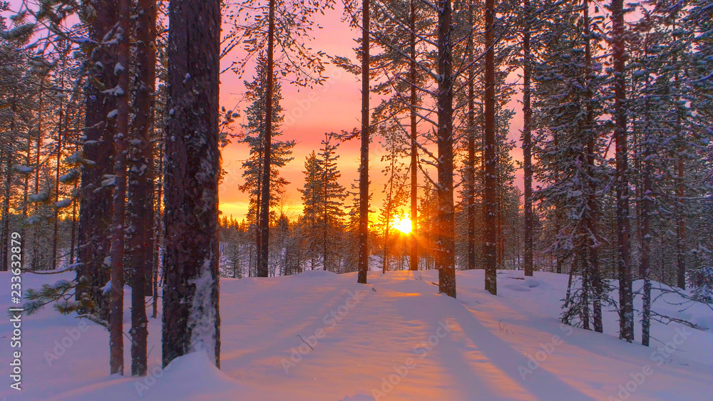 空中特写：金色日落时，飞越冬季森林中白雪皑皑的松树