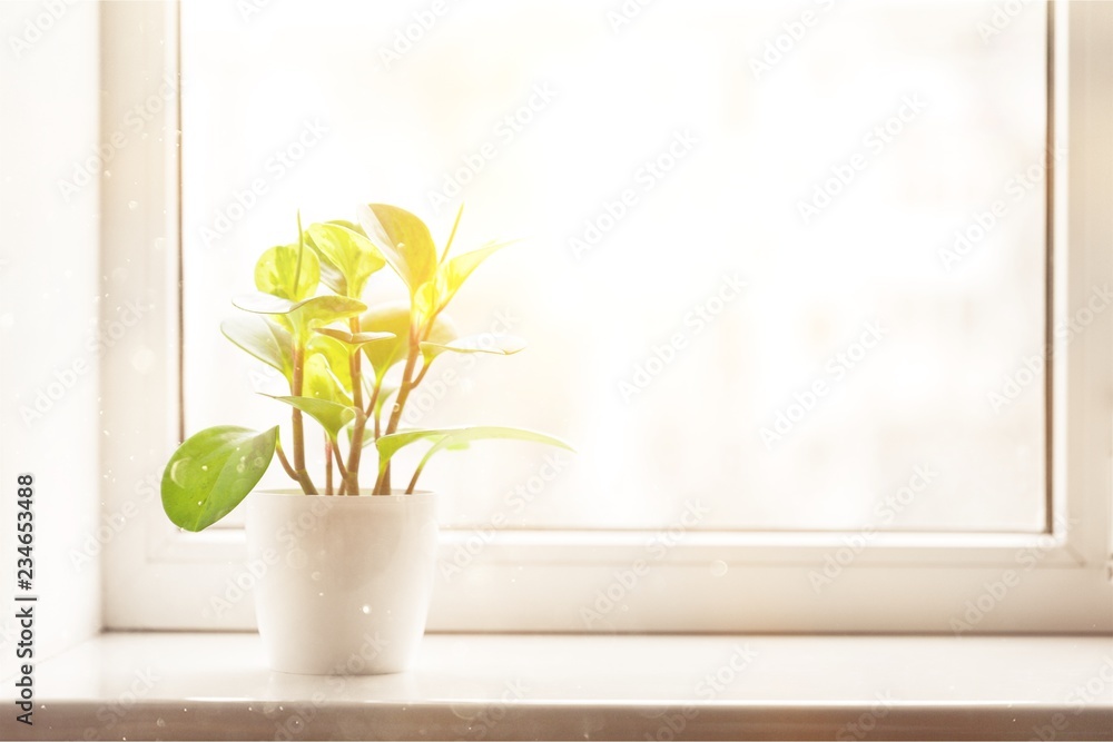 背景窗台上的绿色植物