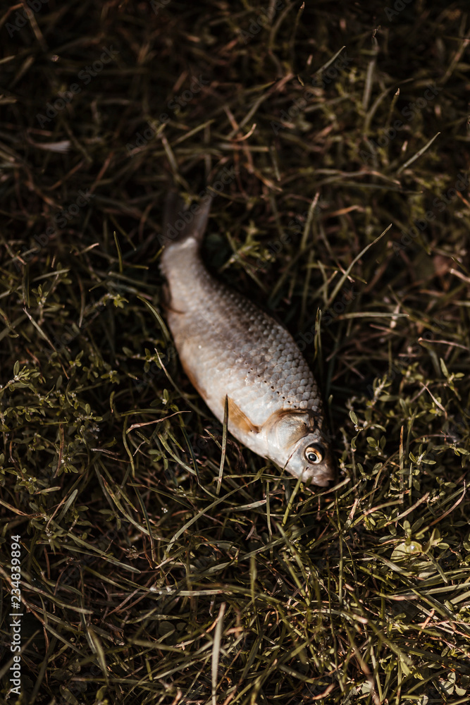 躺在草地上的鱼