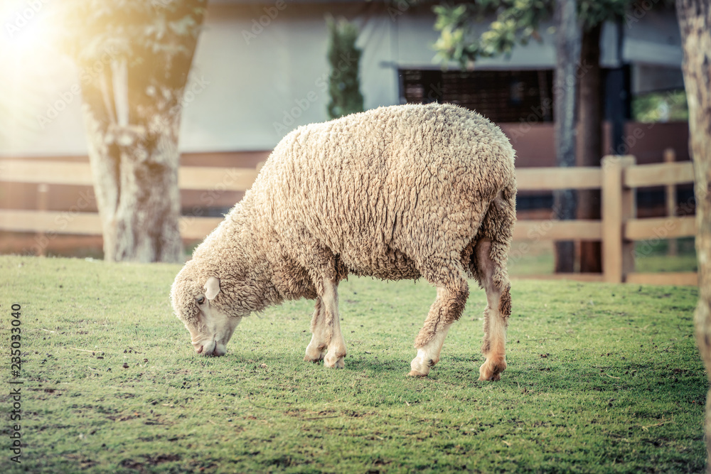 农舍里绿草地上的绵羊。
