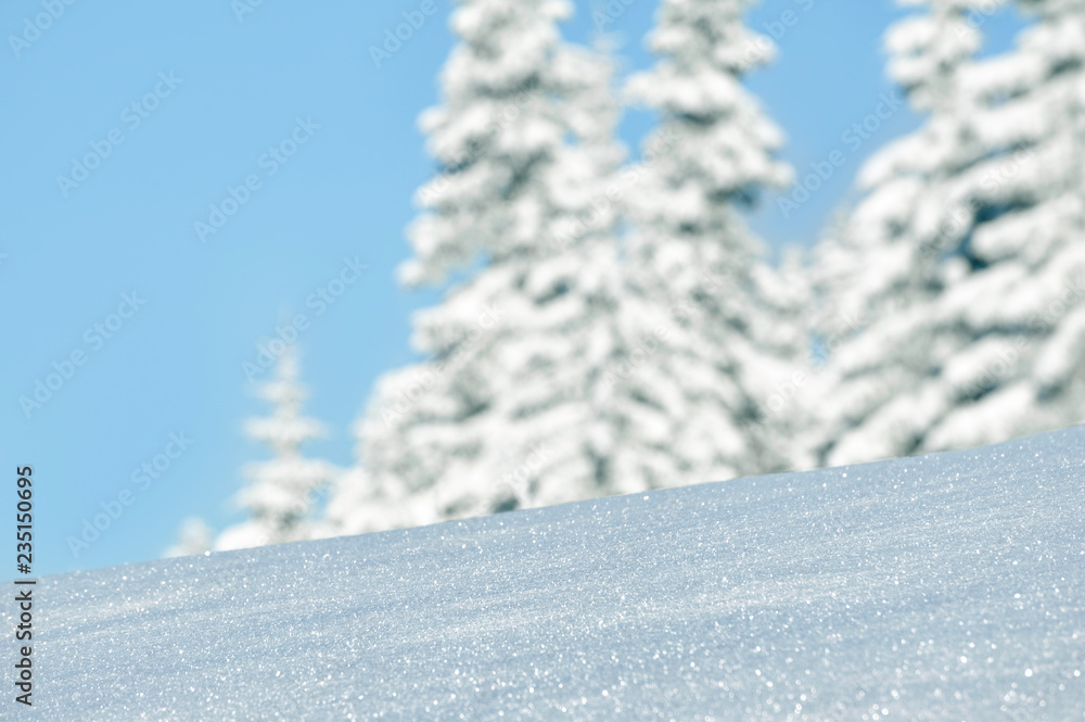 Mountain winter pine tree forest with fresh soft snow as a background with copyspace for your design