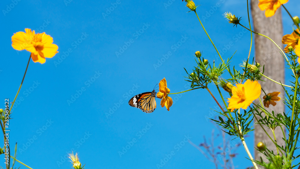 一束美丽的黄色花朵，背景是晴朗的蓝天上的蝴蝶。