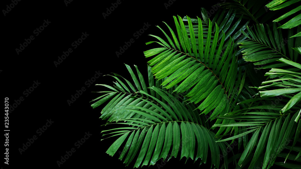 热带棕榈叶，热带雨林树叶，黑色背景的自然植物灌木。
