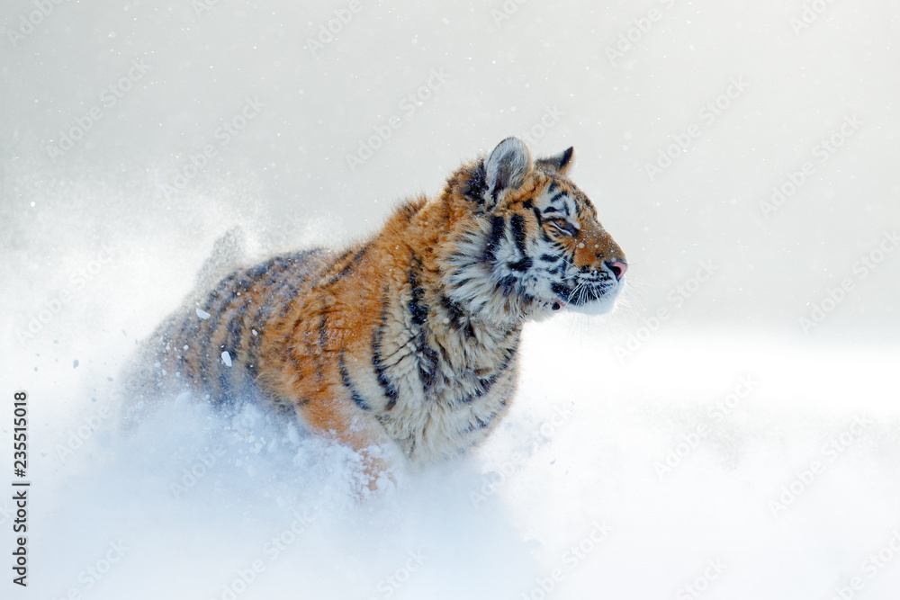 野生冬季自然中的老虎，在雪地里奔跑。西伯利亚虎，Panthera tigris altaica。动作wi
