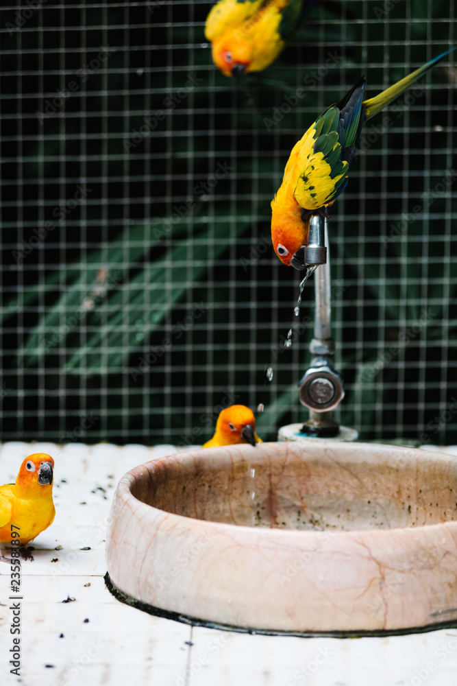 鸟类从喷泉喝水