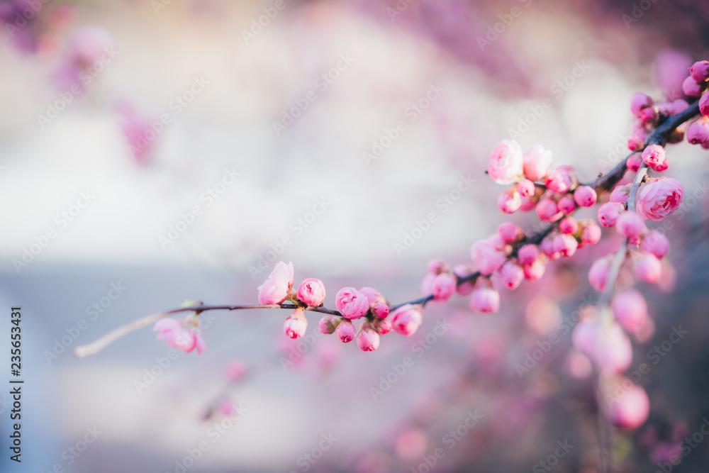 春天盛开的粉红色樱花