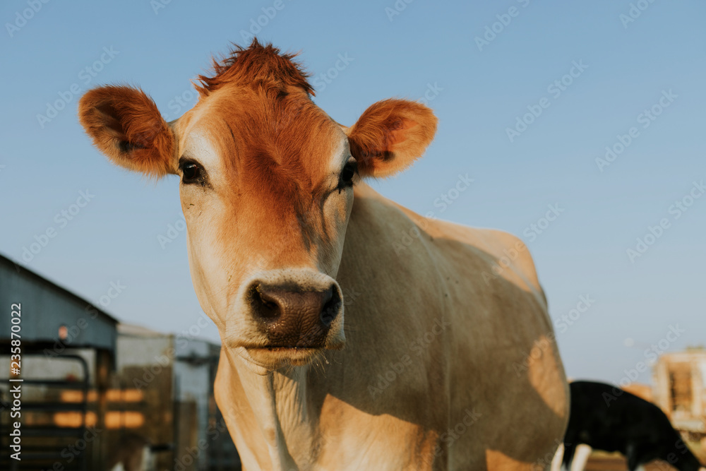 获救的红褐色奶牛，索莱达保护区