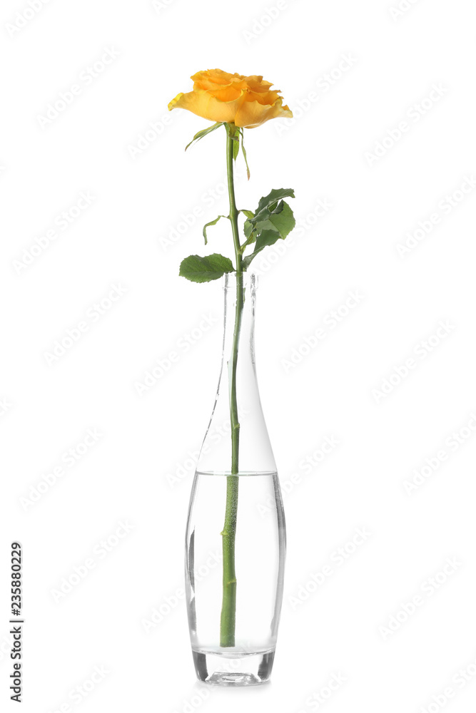 白底玻璃花瓶里美丽的玫瑰花