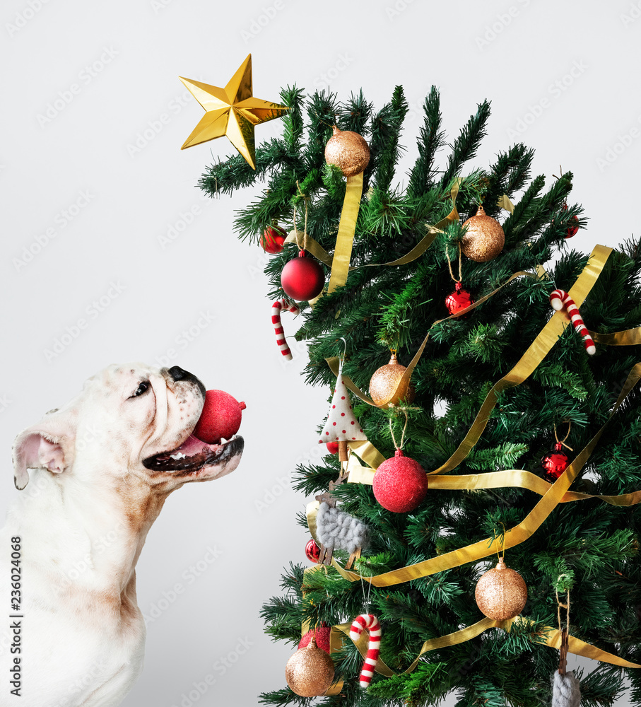 可爱的斗牛犬小狗站在圣诞树旁