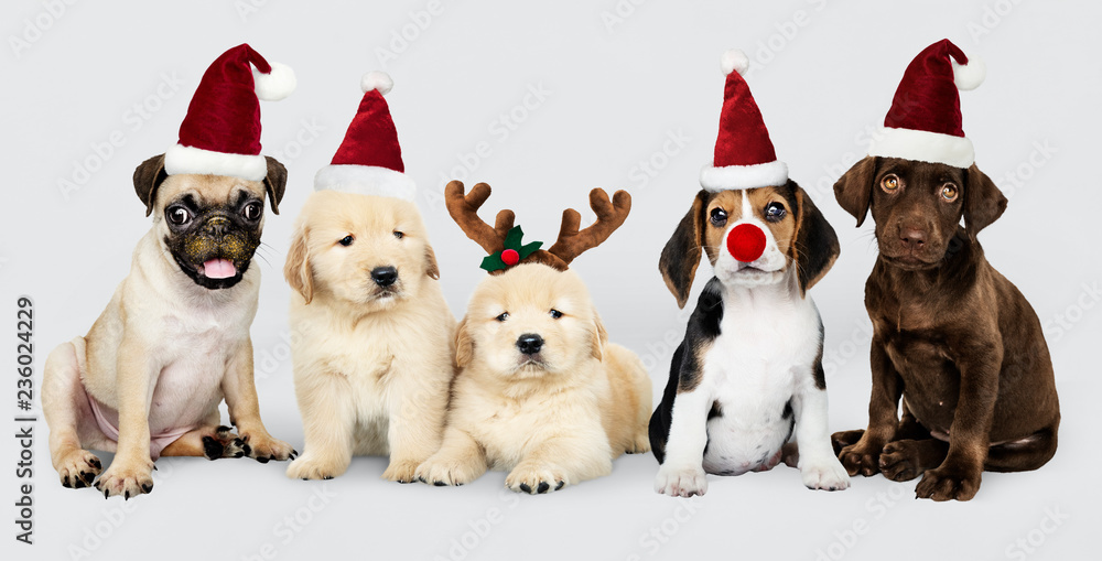 一群小狗戴着圣诞帽庆祝圣诞节