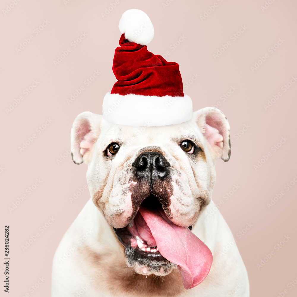 戴着圣诞老人帽子的可爱斗牛犬小狗的肖像