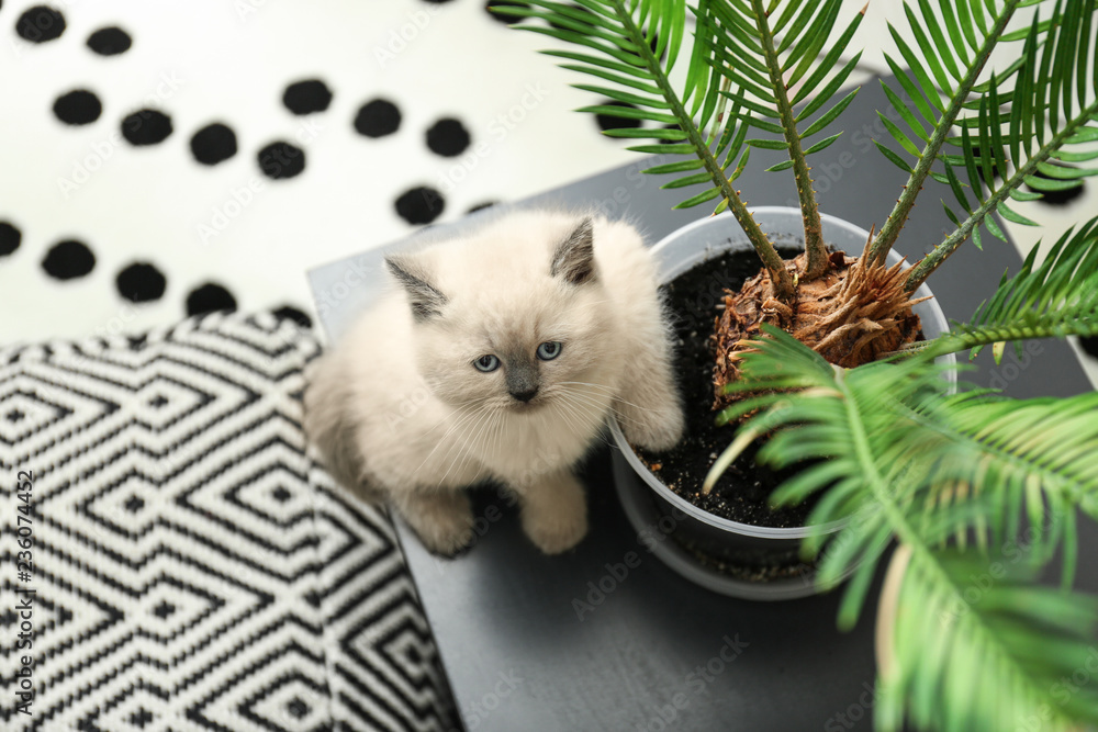 家里有盆栽的可爱小猫