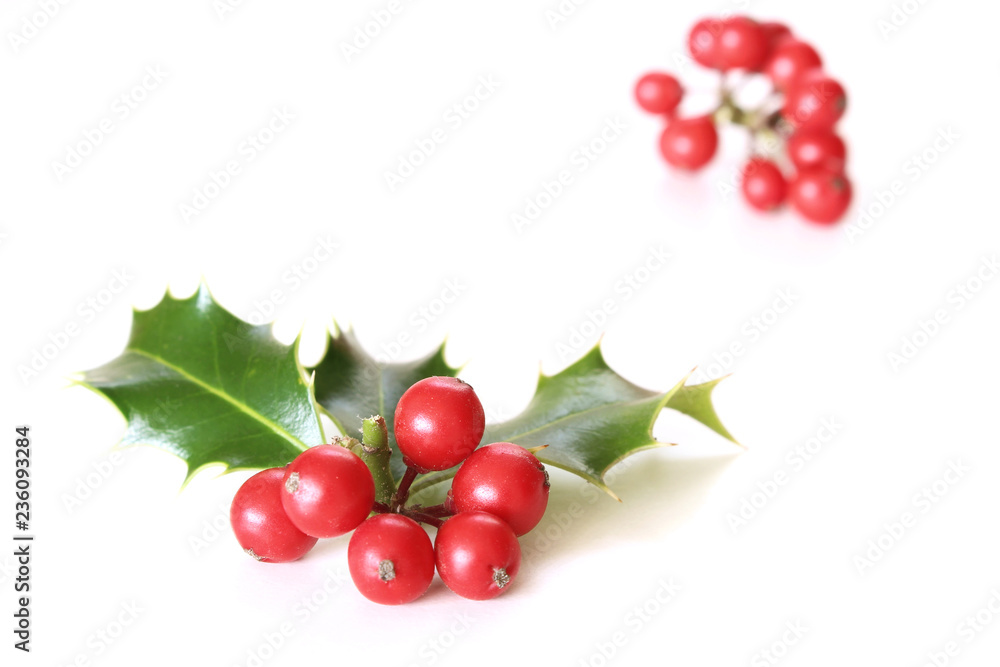 带有红色浆果的圣诞冬青。传统的节日装饰。带有红色浆果在w上的冬青枝