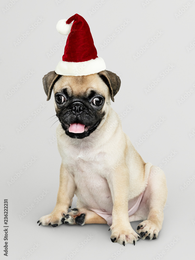 戴着圣诞帽的可爱小狗Pug