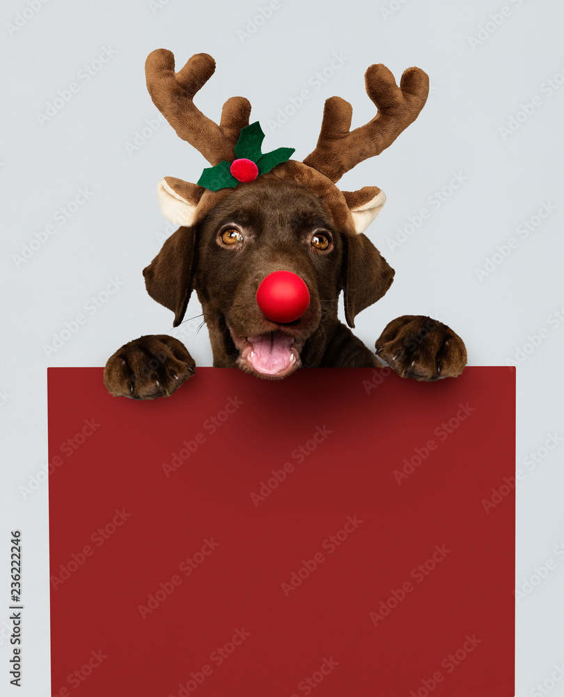 可爱的拉布拉多寻回犬小狗戴着圣诞驯鹿头带，手里拿着一个红色的木板模型