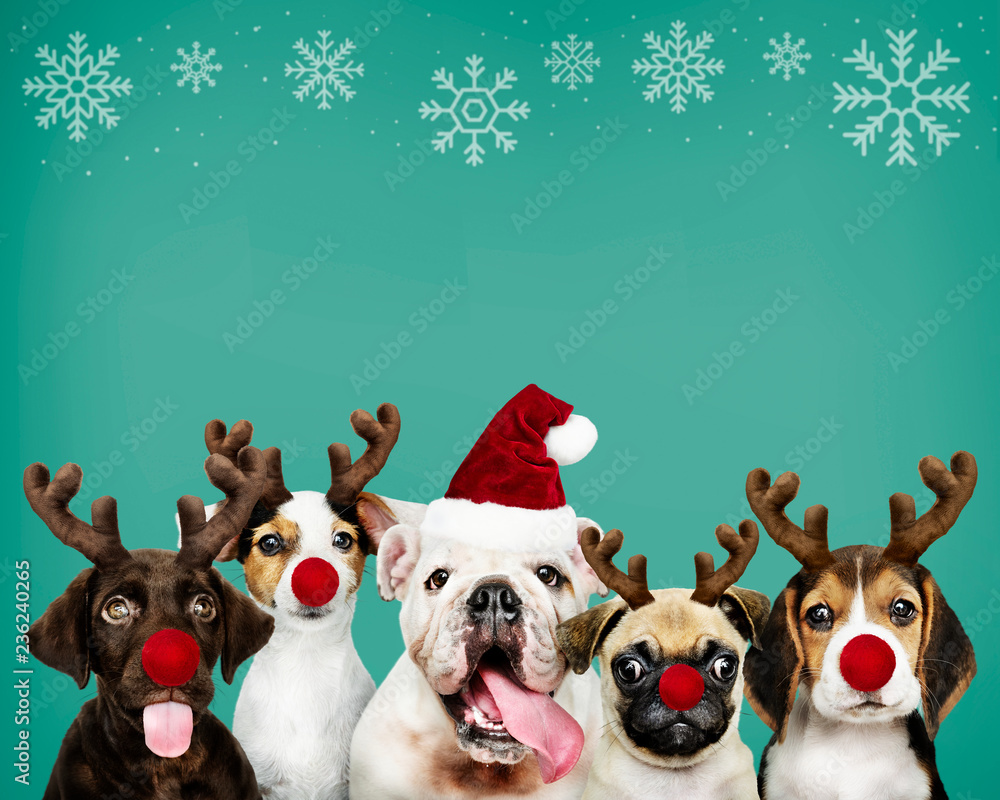一群穿着圣诞服装的小狗