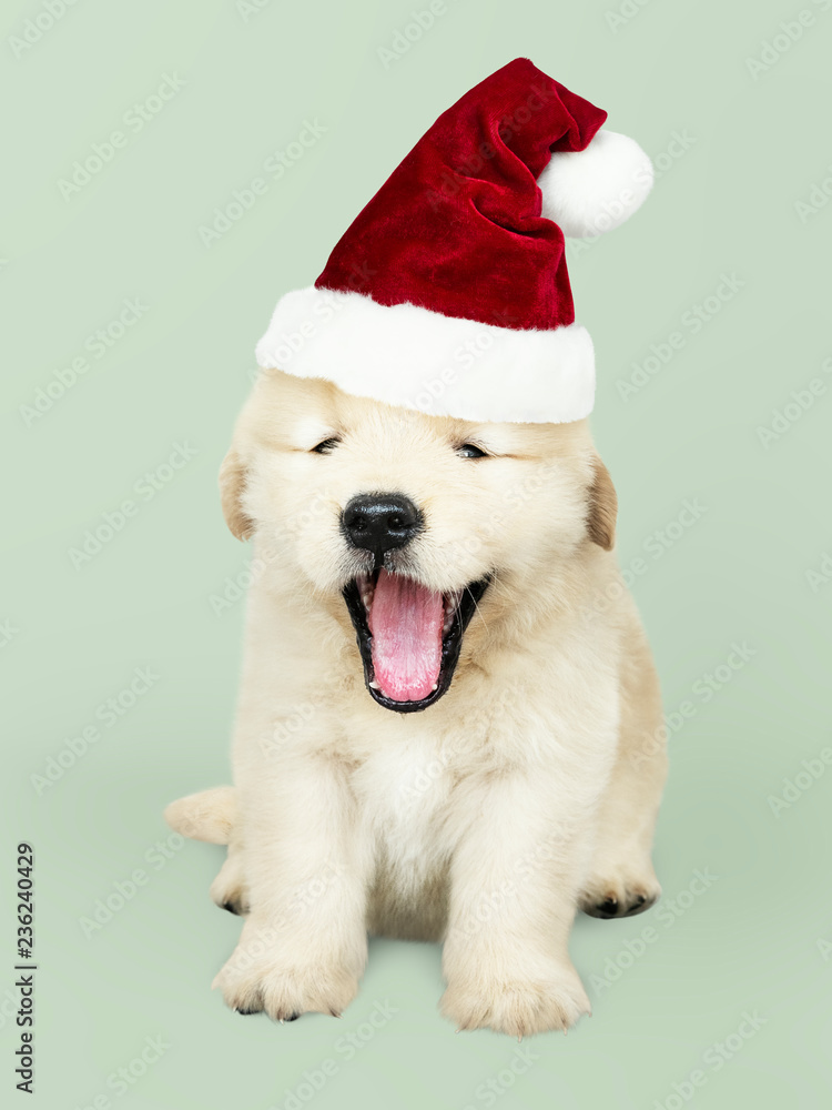 戴着圣诞老人帽子的可爱金毛寻回犬的肖像