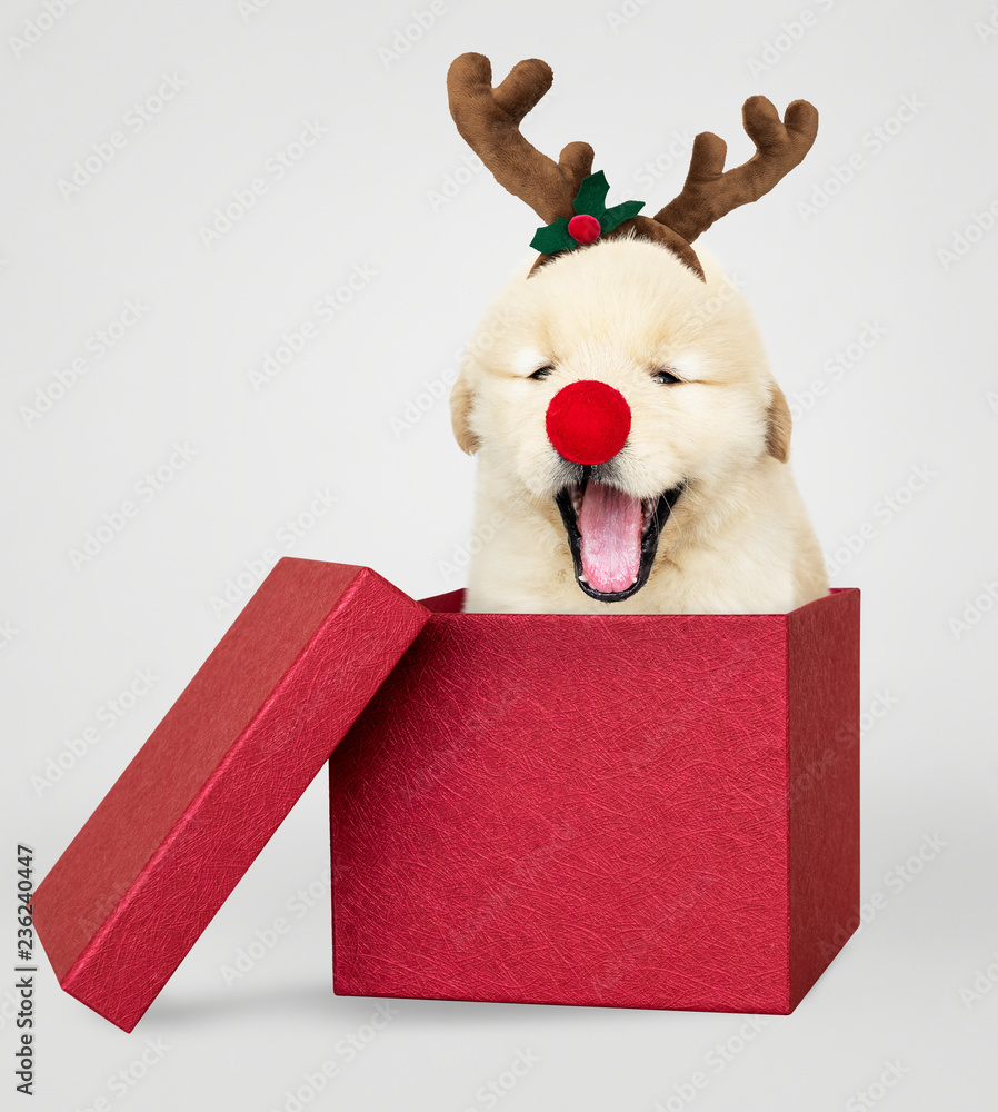 红色圣诞礼盒里的金毛寻回犬