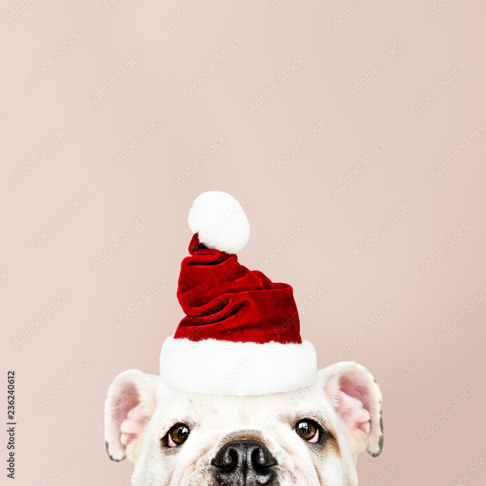戴着圣诞老人帽子的可爱斗牛犬小狗的肖像