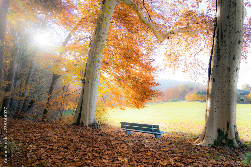 公园里的秋天，森林边缘的长椅