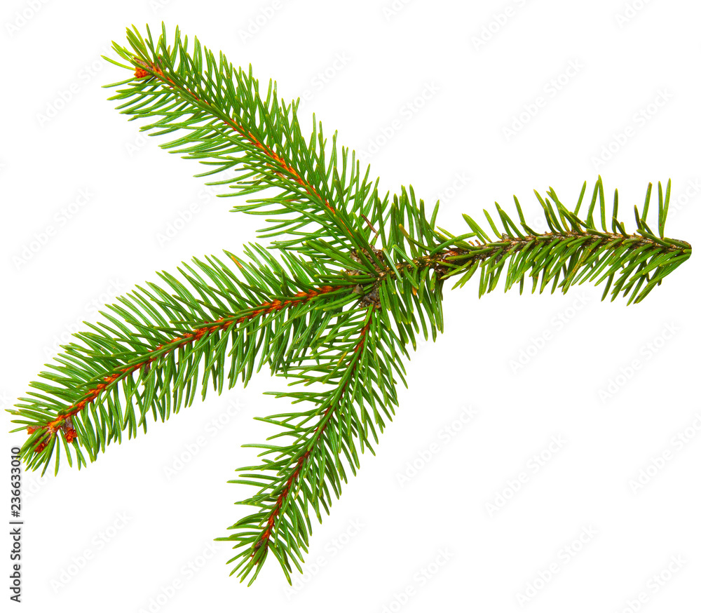 Fir branch isolated on white