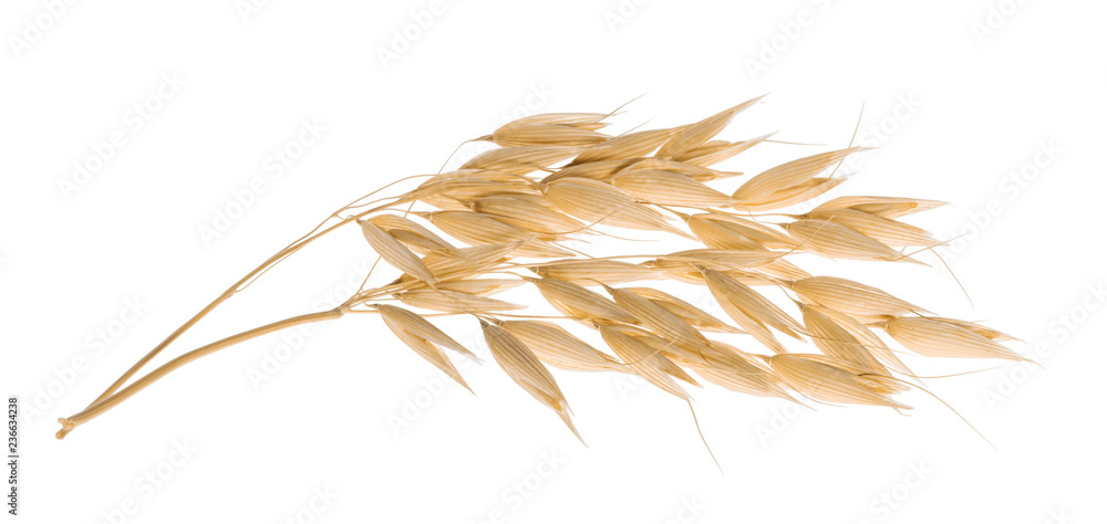 燕麦植物在白色上分离，具有修剪路径