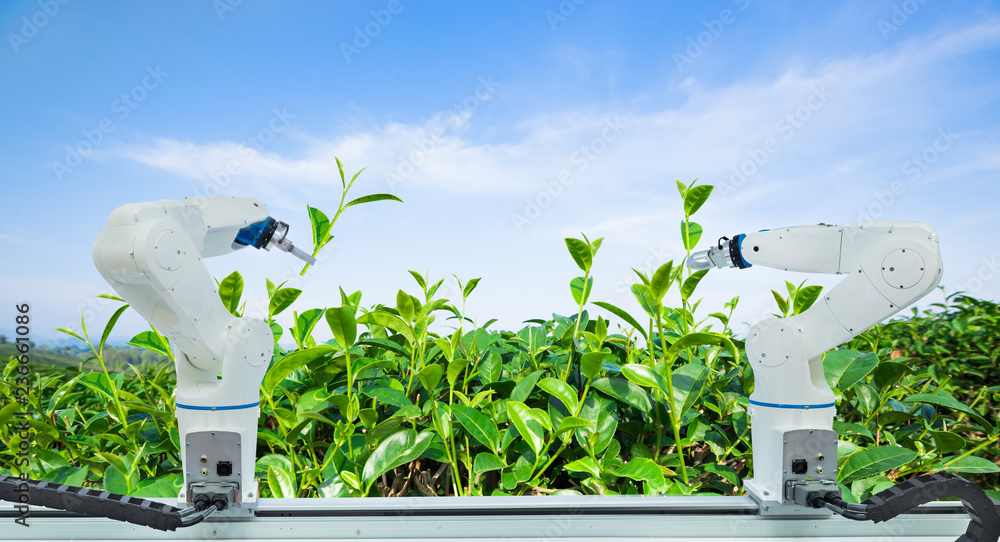 农业机器人收割绿茶叶，技术智能农场4.0 conc
