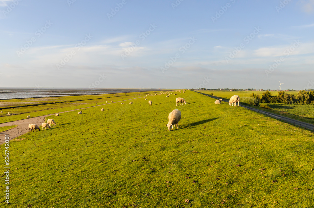  Sheeps on a dike / German North Sea region, sheeps on a dike.