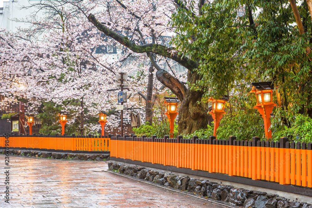 春天的日本京都，沿着白川多里街。