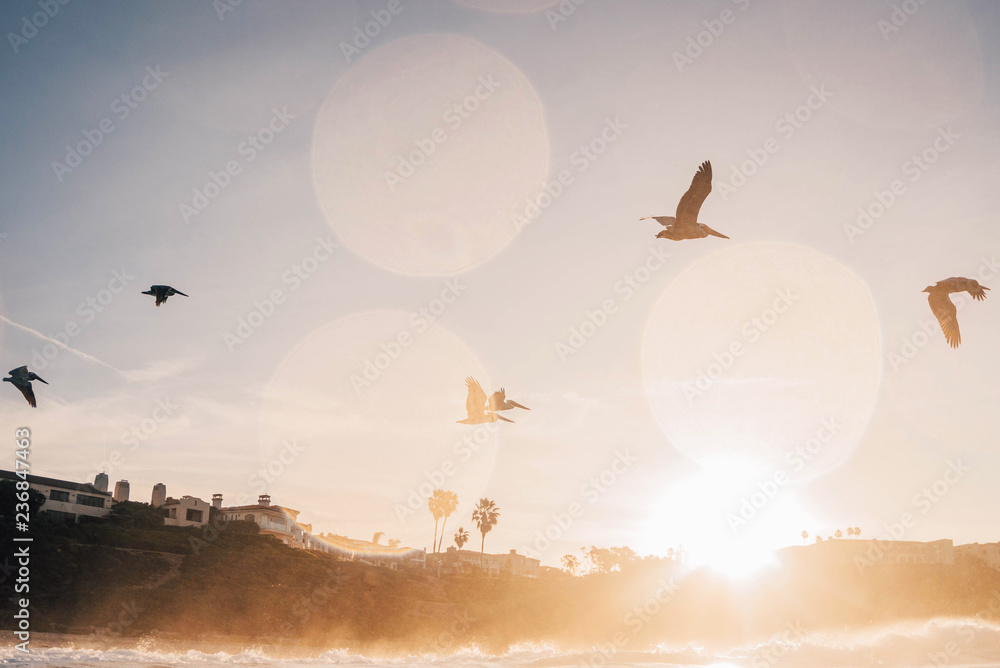 Pelicans在Dana Point Claifornia的Salt Creek飞越日出