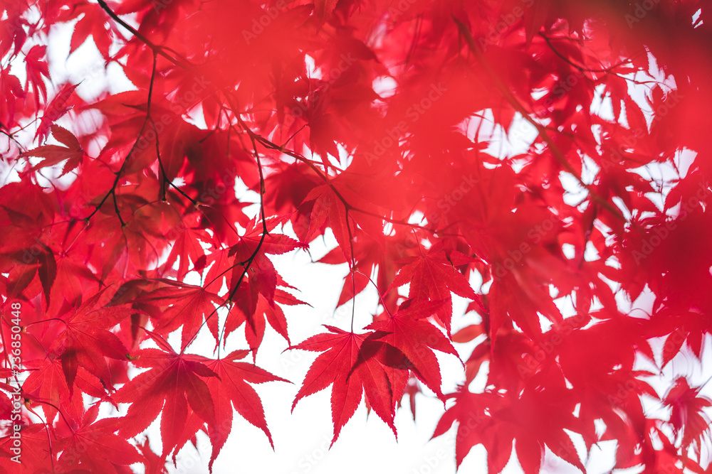 红叶，艺术抽象背景。秋天的主题，红叶的细节和模糊的背景。