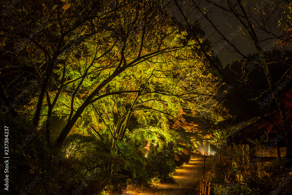 美丽的日本花园名为Mifuneyama Rakuen，秋天的夜景中有枫叶。