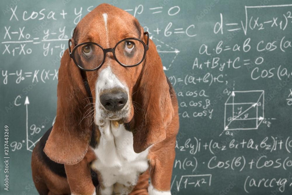 数学狗疯狂眼镜学术动物黑板