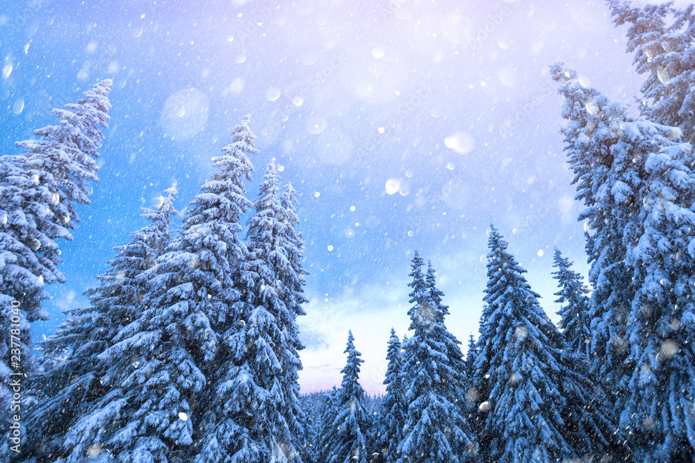 高山上白雪皑皑的树木构成的奇妙冬季景观。自由度散焦光后处理效果