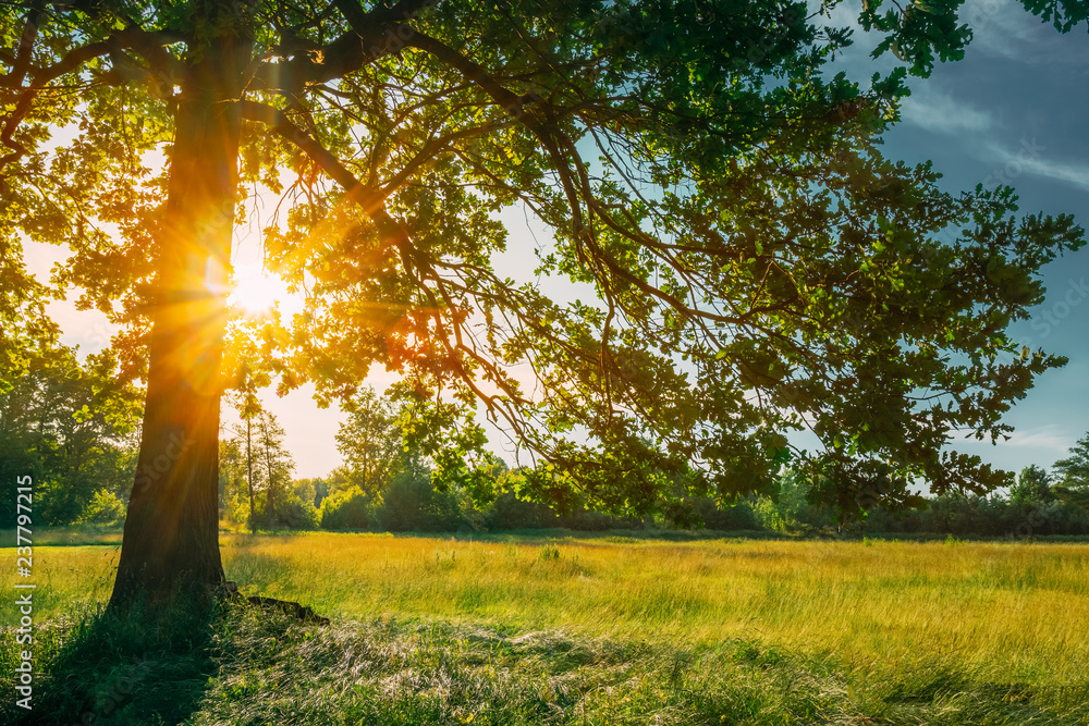 美丽的日落日出阳光透过橡树树枝闪耀