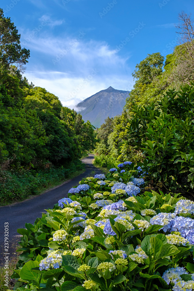 Hydrangea macrophylla in voller Blüte an einer Piste auf Pico, Azoren