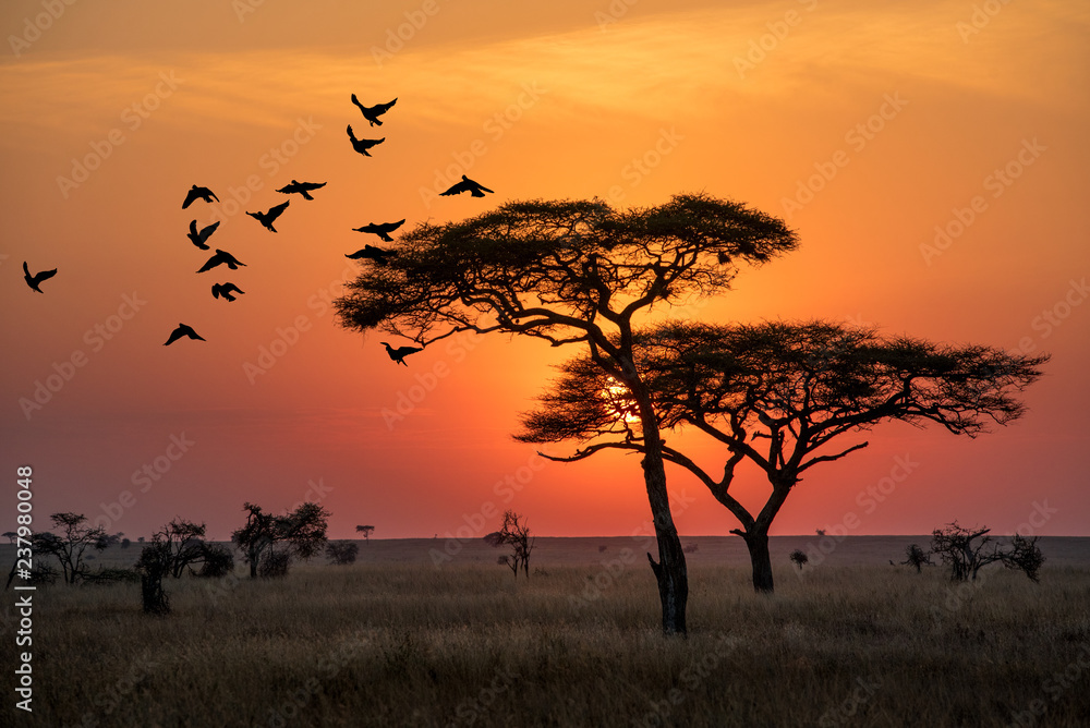 坦桑尼亚塞伦盖蒂自然公园的日出令人惊叹，清晨充满阳光