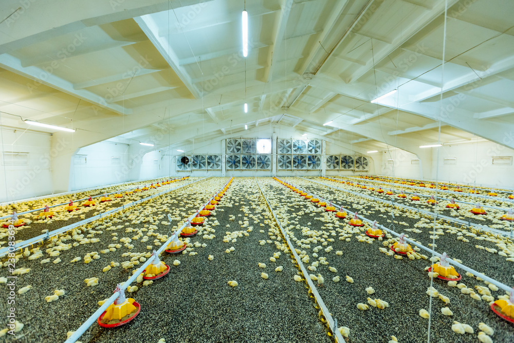 现代家禽养殖场的肉鸡很小。养殖场很近的黄色小鸡，温度为