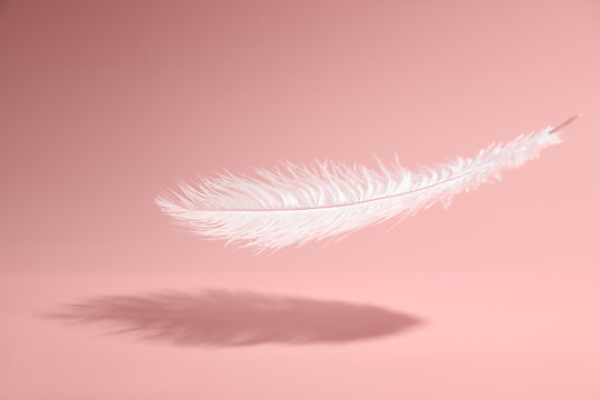 粉红色背景上的羽毛