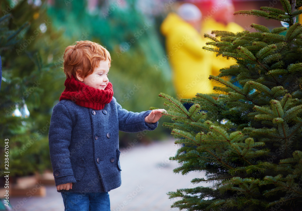 cute happy baby boy choosing the christmas tree for winter holidays at seasonal market
