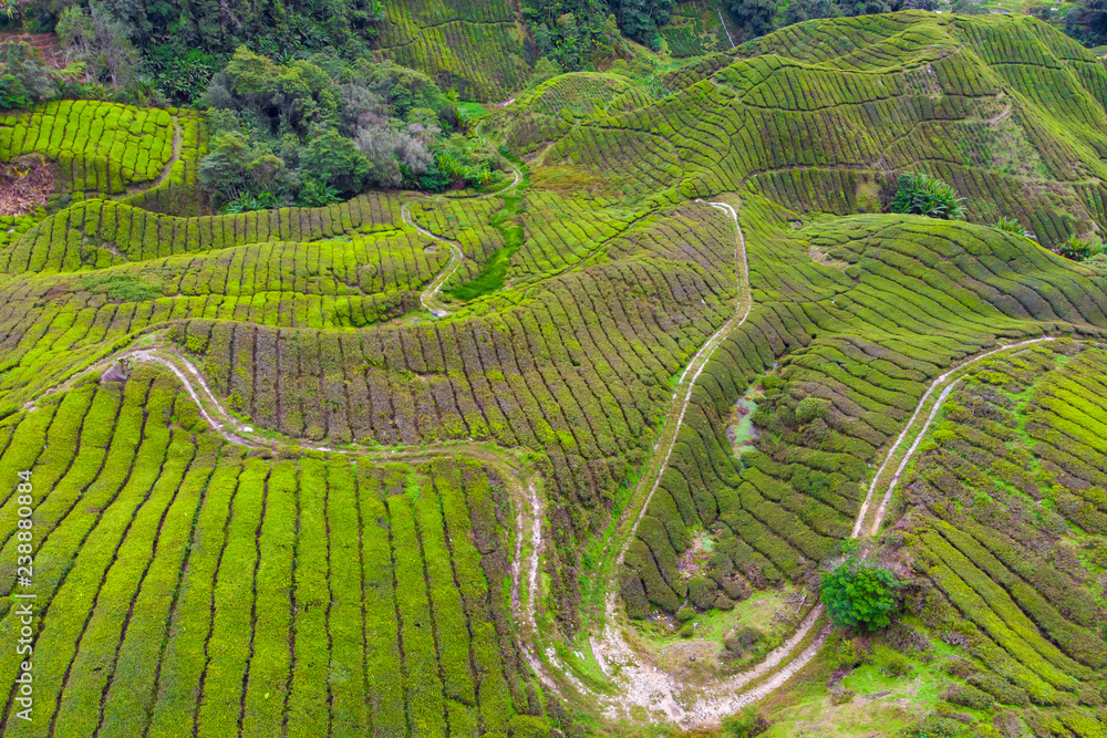 Drone view of Tea plantation in Cameron highlands, Malaysia