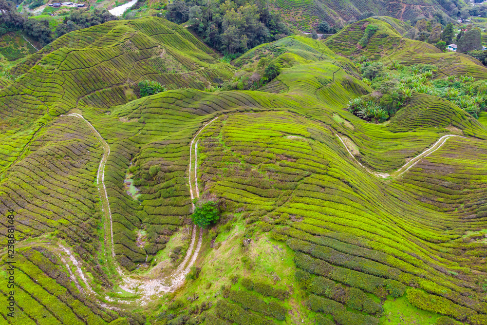 Drone view of Tea plantation in Cameron highlands, Malaysia