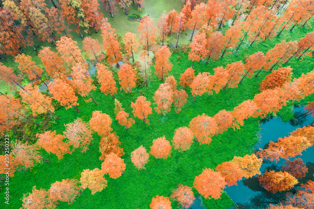 秋季森林空中无人机视图