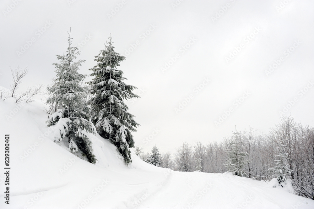 树木被雪覆盖的冬季景观