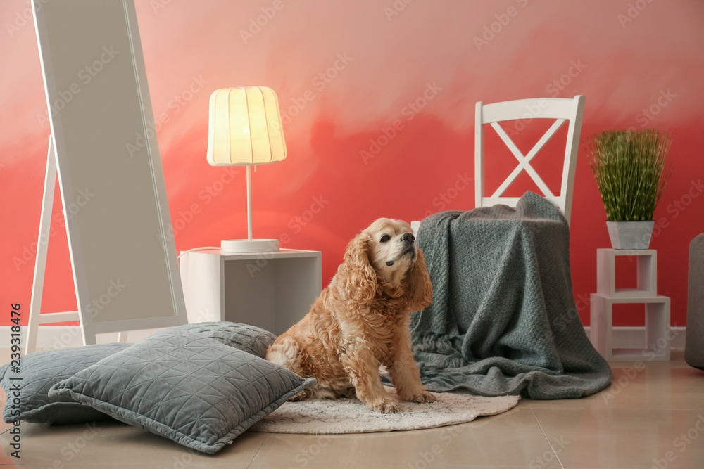 房间内部粉色墙壁附近的可爱狗狗