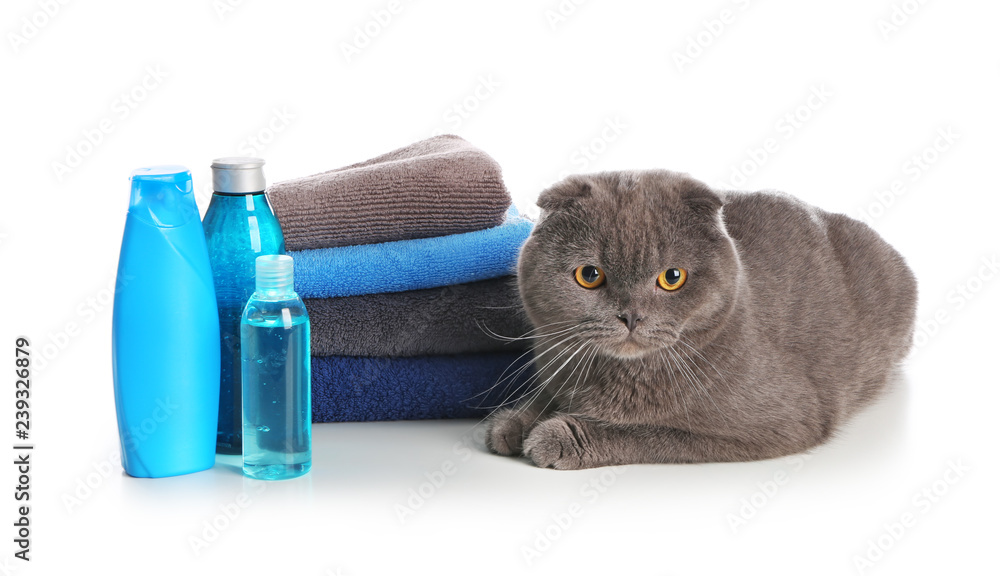 Cute cat, towels and bottles with cosmetics for washing on white background